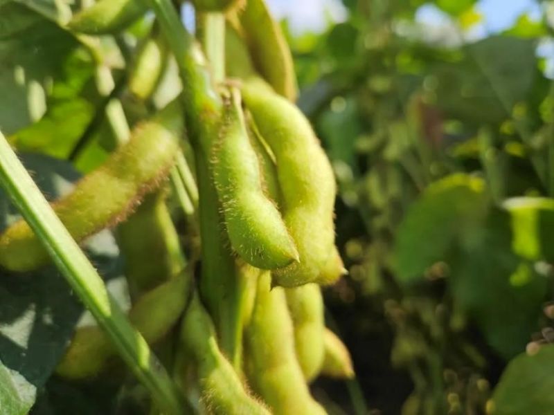 又是一年好“豐”景！衛(wèi)華數(shù)十萬畝良田豐收在即！